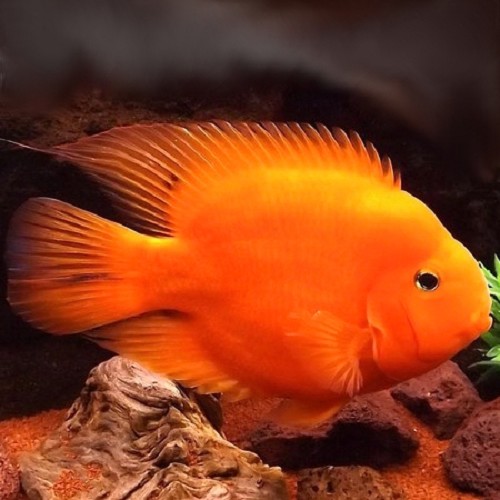 Cichlasoma specie    Rode papegaai 6-8